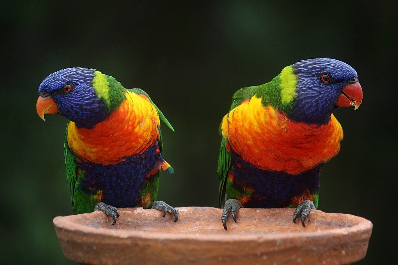 Loros