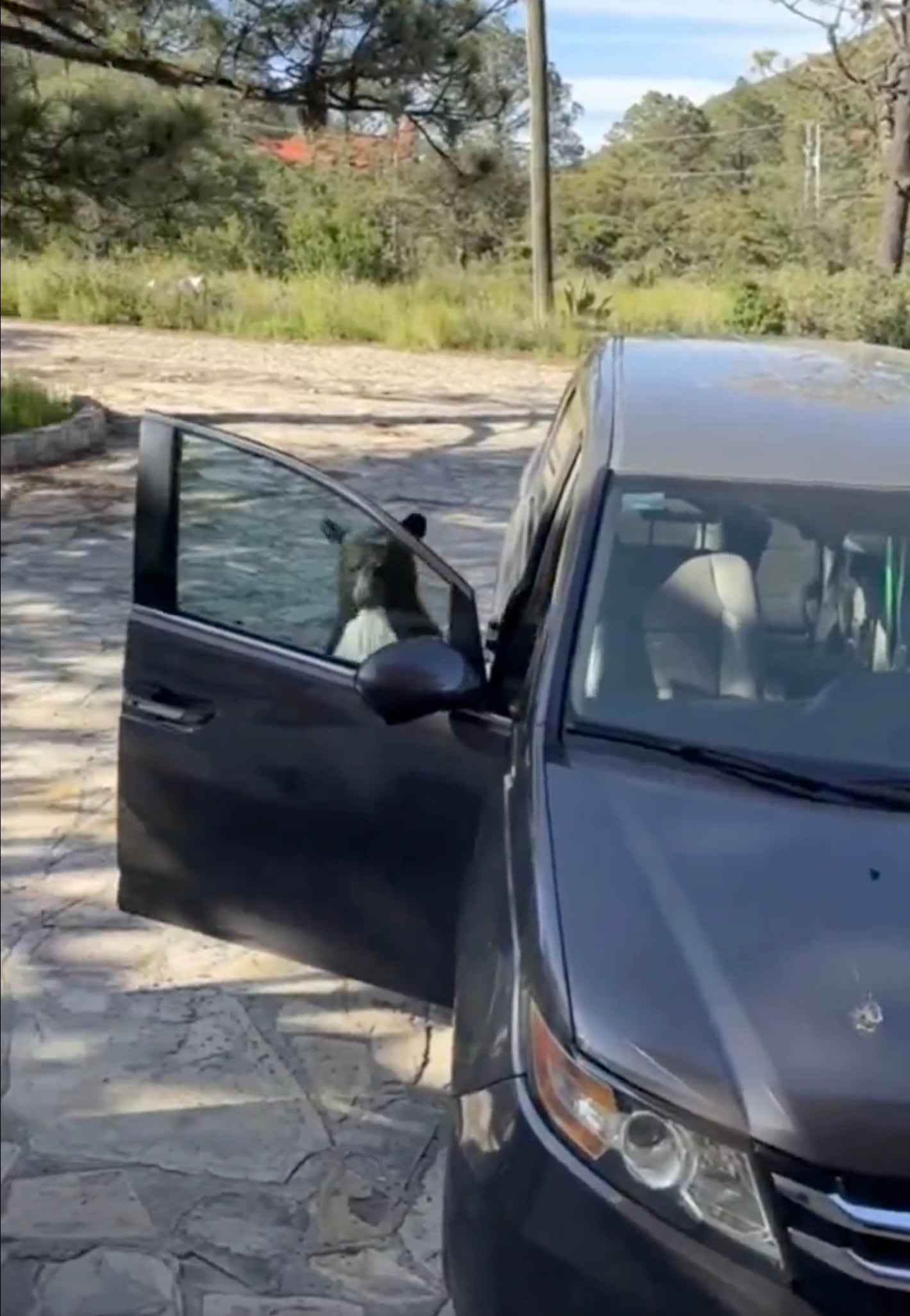 Osos entran a cabaña en Coahuila en busca de comida (video)