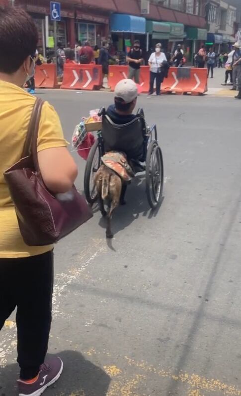 Perrito empuja silla de ruedas de su dueño para cruzar la calle
