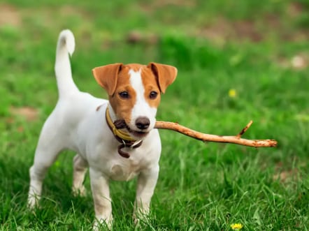 Jack Russell Terrier