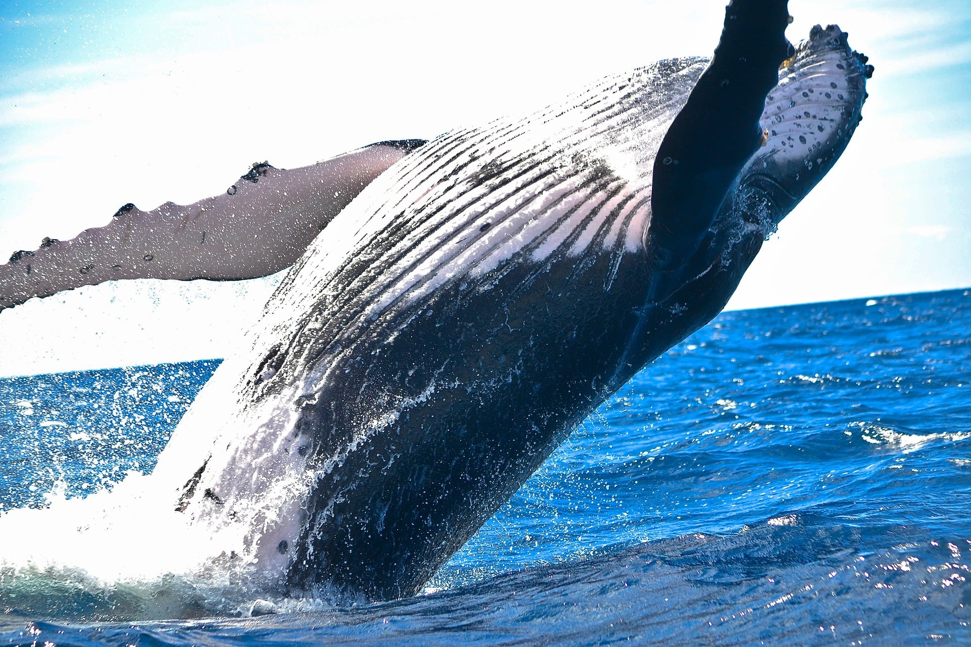Ballena azul