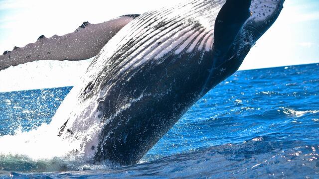 Ballena azul
