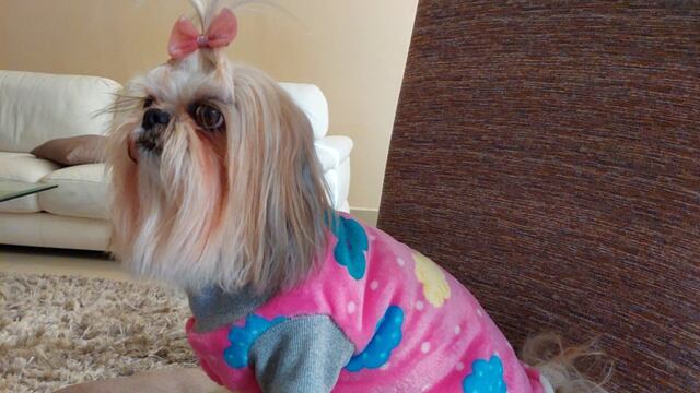 Perro con su suéter