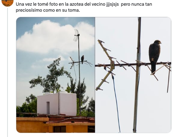 Más avistamientos de la aguilillas de Harris en CDMX