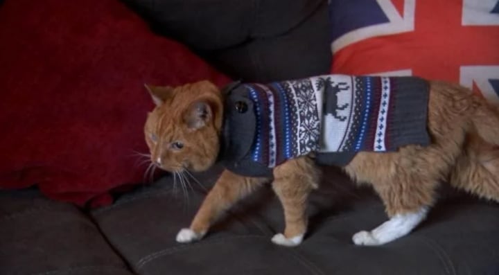'Samm', el gato más longevo del mundo