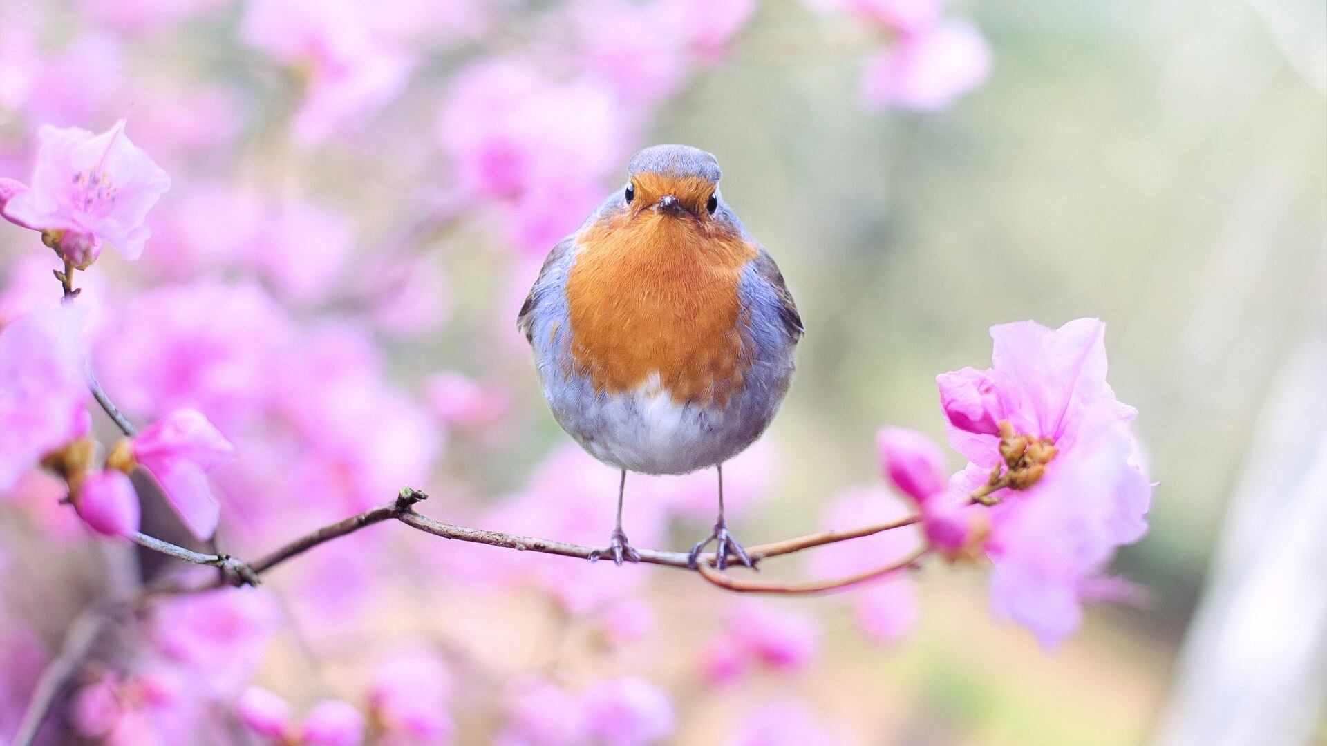 El mundo se está quedando sin pájaros