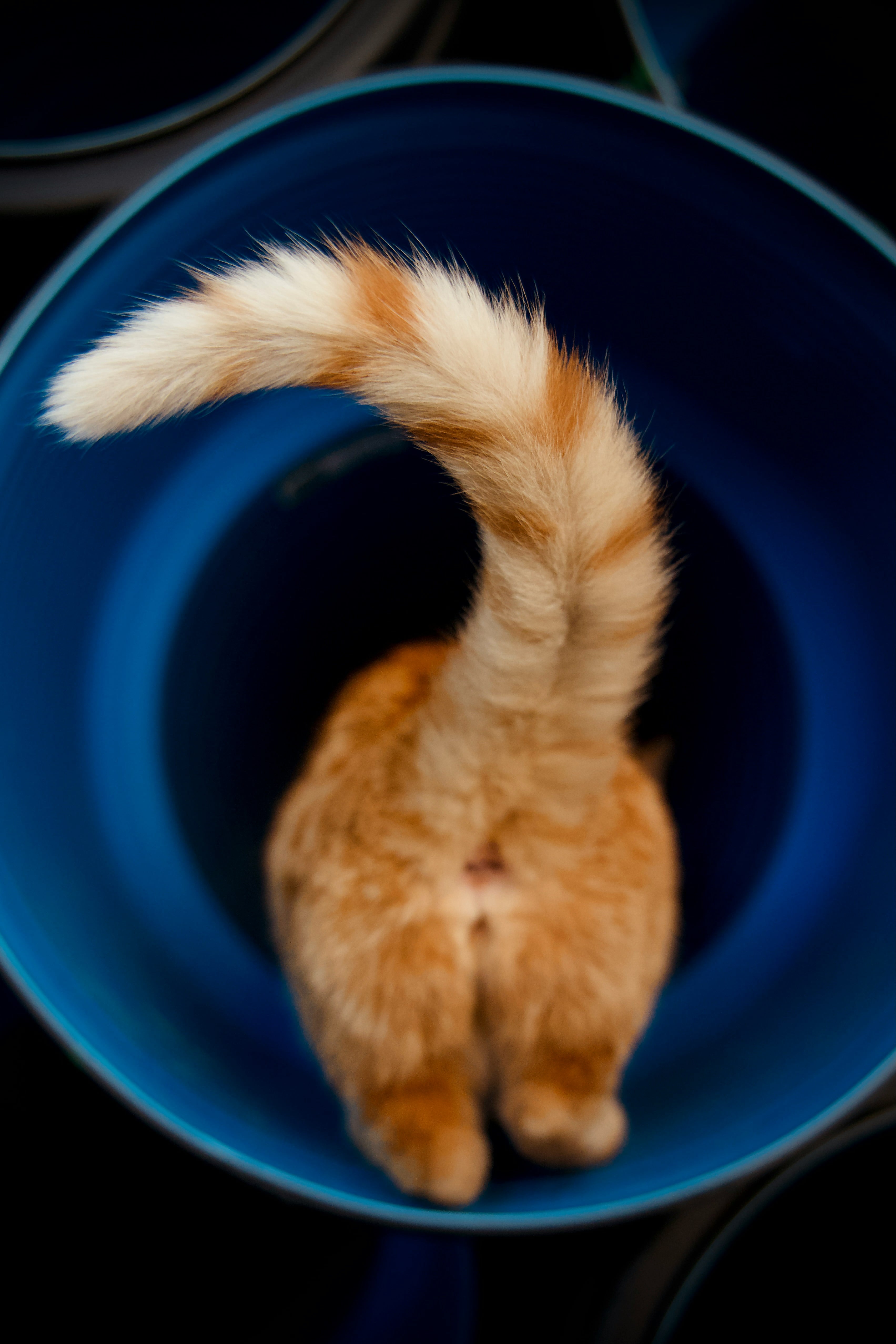 ¿Por qué se celebra tres días el Día Internacional del Gato?