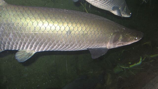 Arapaima gigas pez con armadura