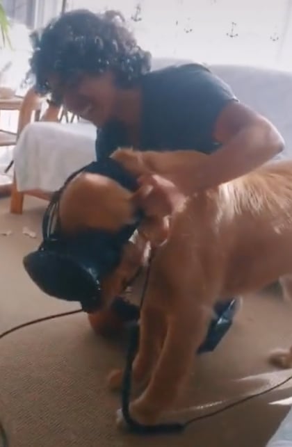 Perro prueba casco de realidad virtual