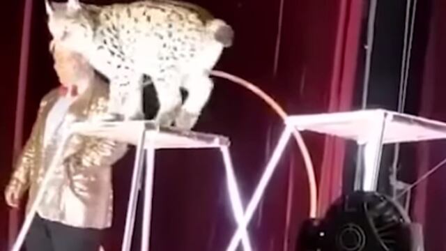 Lince ataca al domador que lo maltrataba.