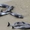 Encuentran a 23 delfines muertos y con raras marcas en costas de Argentina