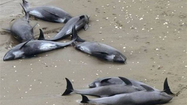 Delfines muertos.