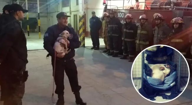 Porota, perrita bombera