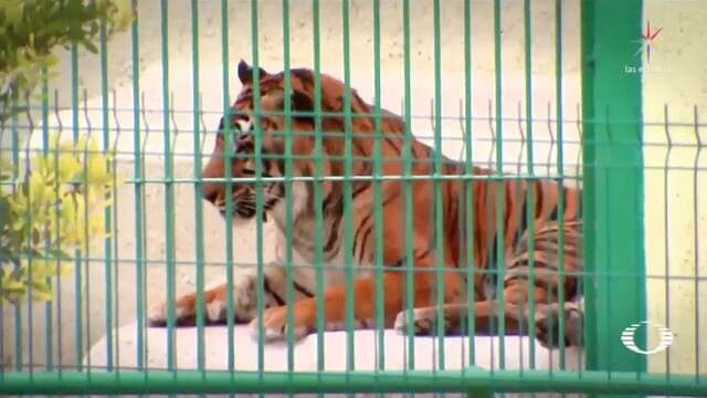 Tigre enjaulado