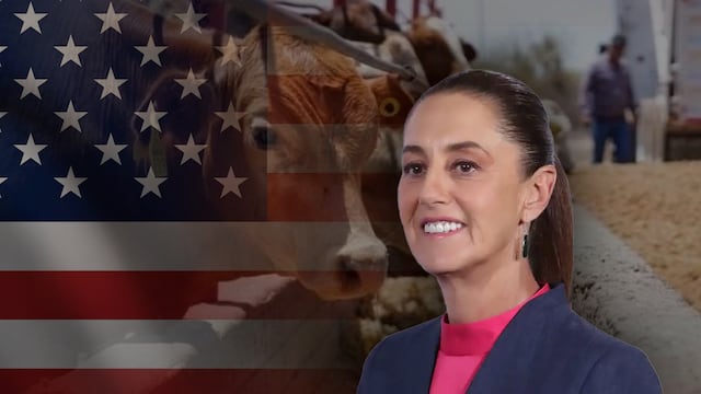 Sheinbaum celebra reanudación de exportaciones de ganado a Estados Unidos
