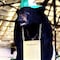 Oso Vicioso, historia real del oso drogado con cocaína en 1985, que inspiró la película de 2023