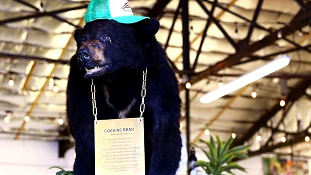 Oso Vicioso, historia real del oso drogado con cocaína en 1985