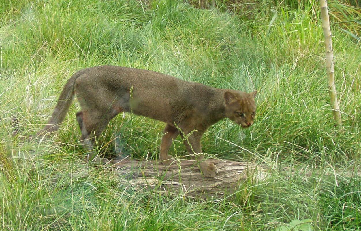 Jaguarundi captado en Mérida
