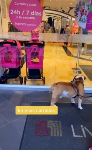 Mujer acusa a Liverpool de discriminar a perrito por su peso