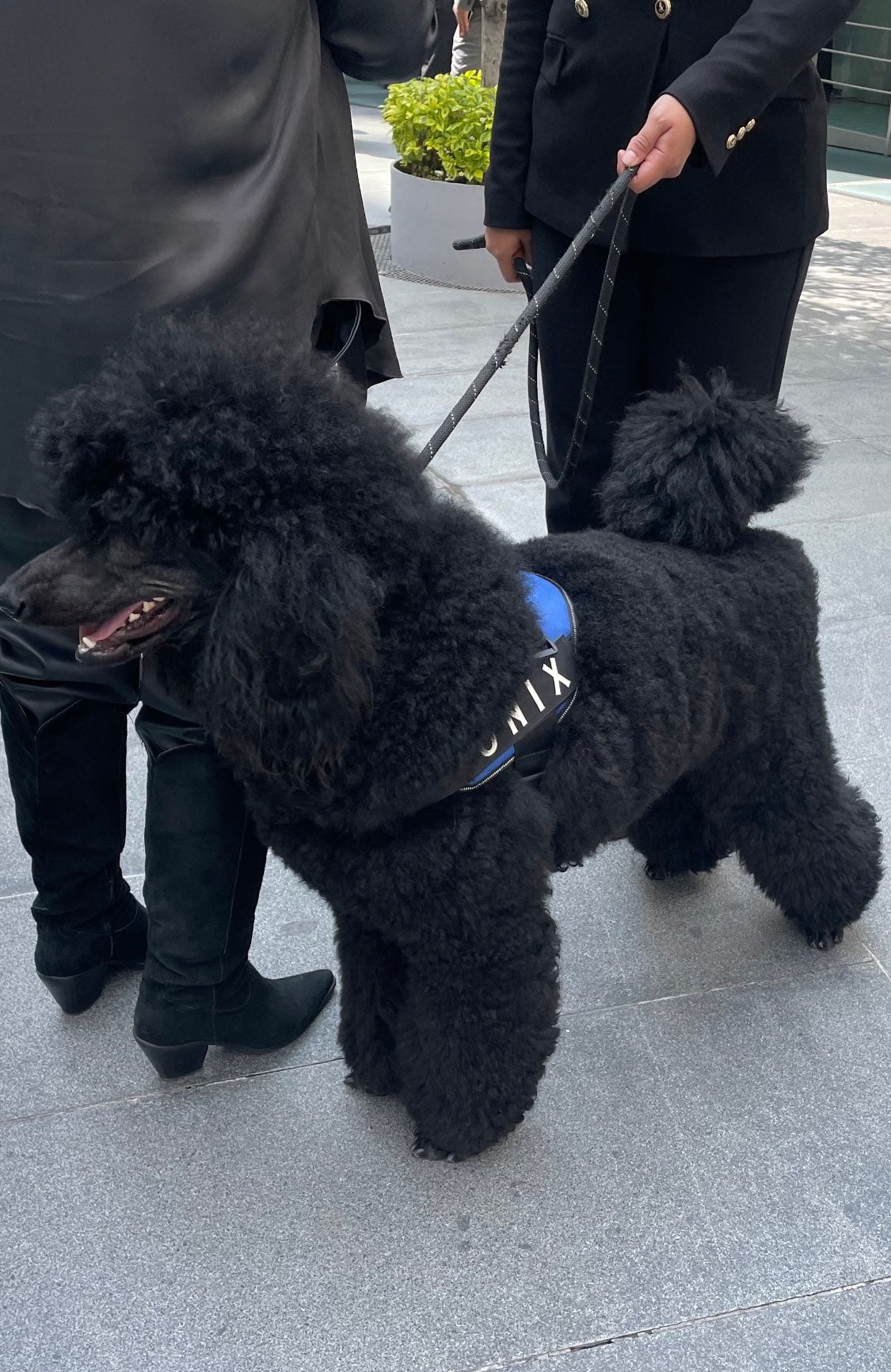 Onix, perro capaz de oler el suicidio