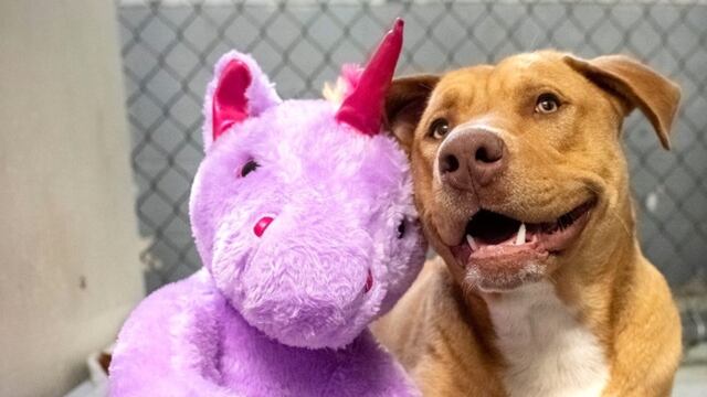 Perro con su peluche