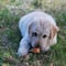 18 frutas y verduras que puede comer tu perro, según expertos