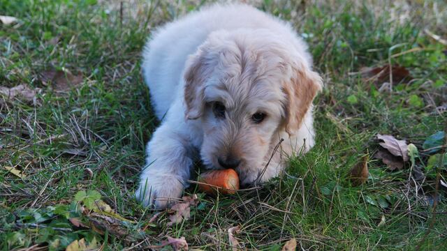 Perro comiendo zanahoria