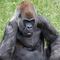 Muere Ozzie, el gorila macho más viejo del mundo; tenía 61 años