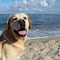 ¿Cuáles son las razas de perro recomendadas para personas con ansiedad? Esto dicen expertos