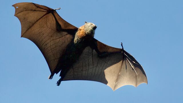 Murciélagos