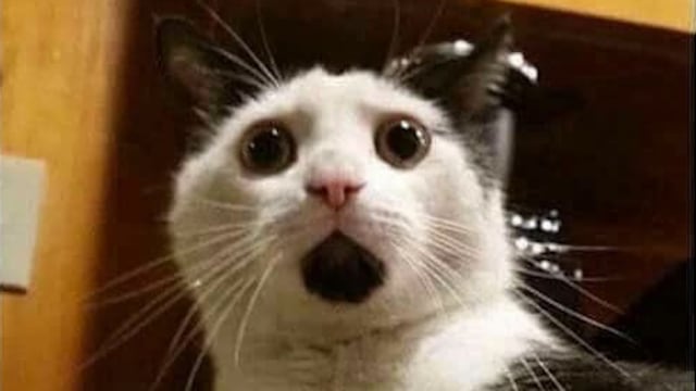 Meme de gatito sorprendido por chiste de Melón y Melames