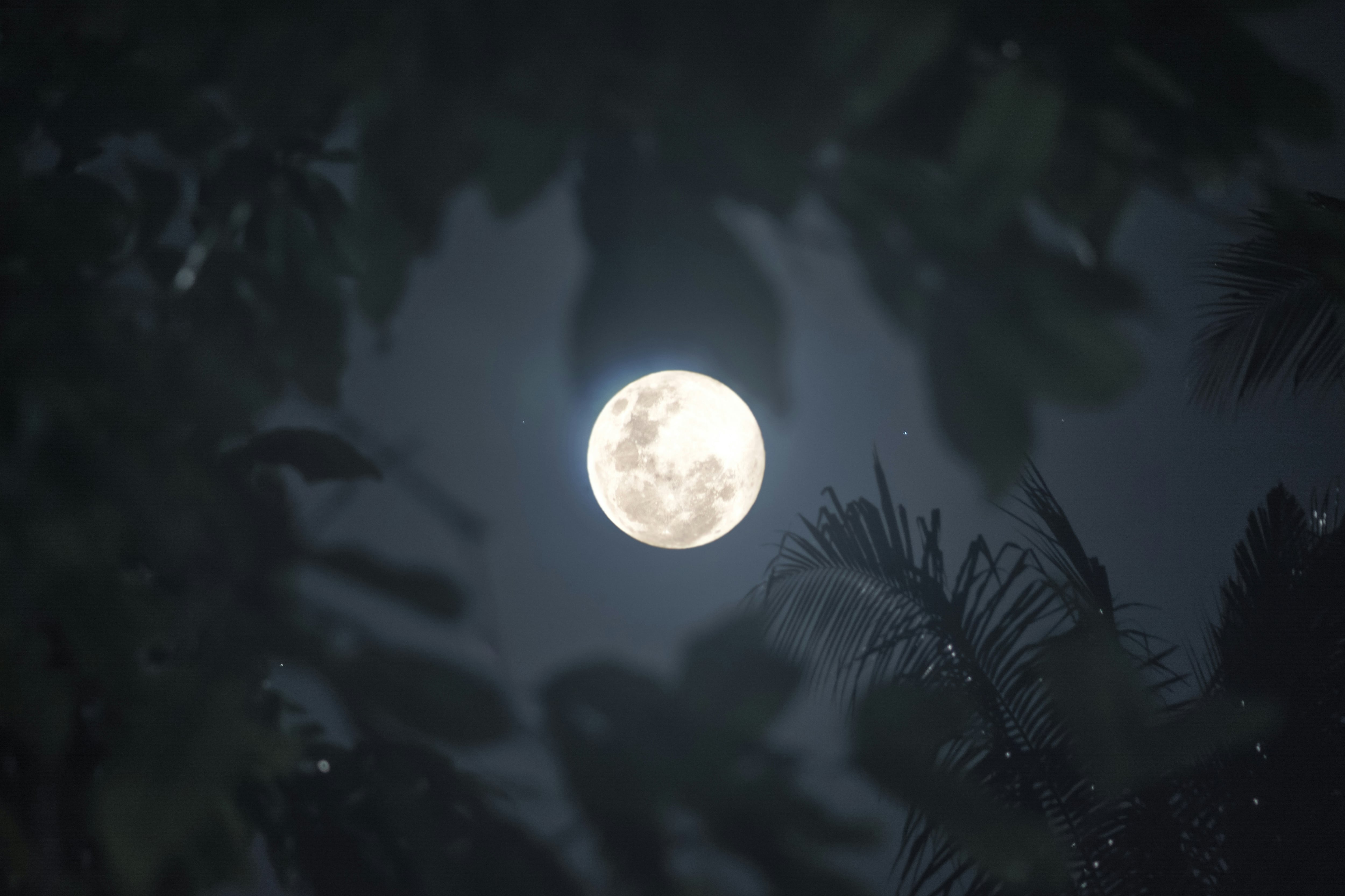 Luna de Nieve