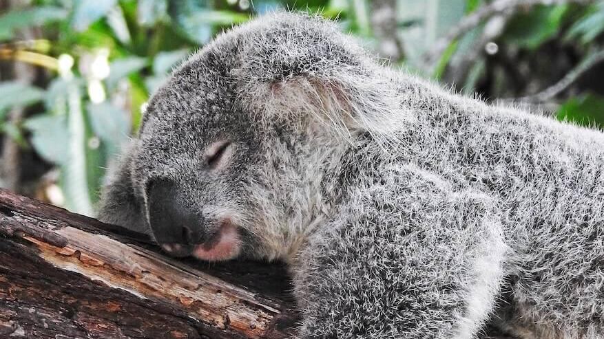 Desarrollan vacuna contra clamidia para los koalas