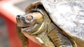Reaparece la "tortuga sonriente"; creían que estaba extinta