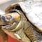 Reaparece la "tortuga sonriente"; creían que estaba extinta