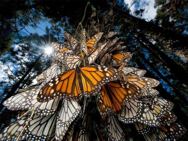 Mariposa Monarca en vías de desaparición por actividad humana y condiciones climatológicas