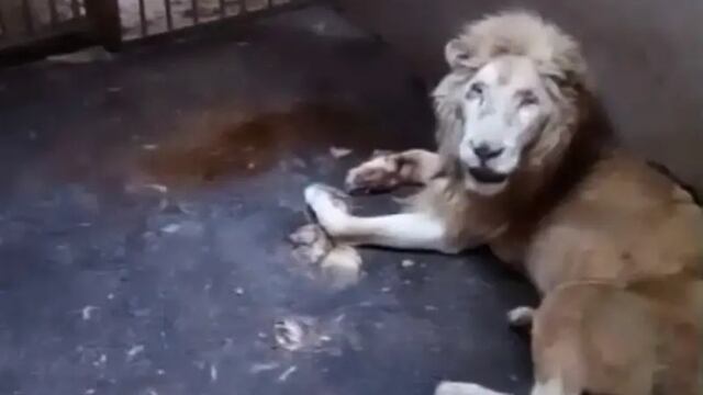 Murió león blanco del Zoológico de Culiacán.