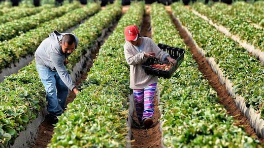 Violencia en el campo eleva hasta 20% los precios de alimentos, advierte Consejo Nacional Agropecuario