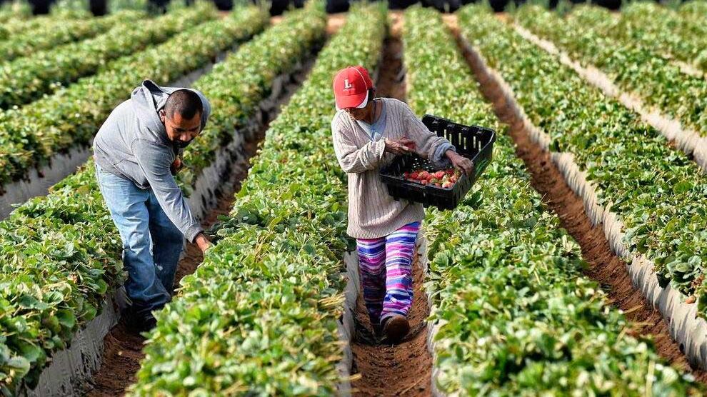 Violencia en el campo eleva hasta 20% los precios de alimentos, advierte Consejo Nacional Agropecuario
