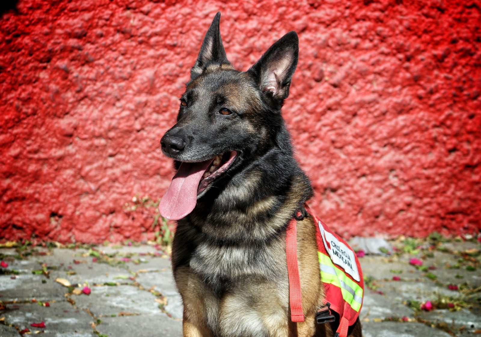 Rex, perrito rescatista de la Cruz Roja Mexicana