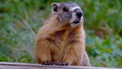Muere por peste bubónica tras cazar y comer una marmota infectada en Mongolia