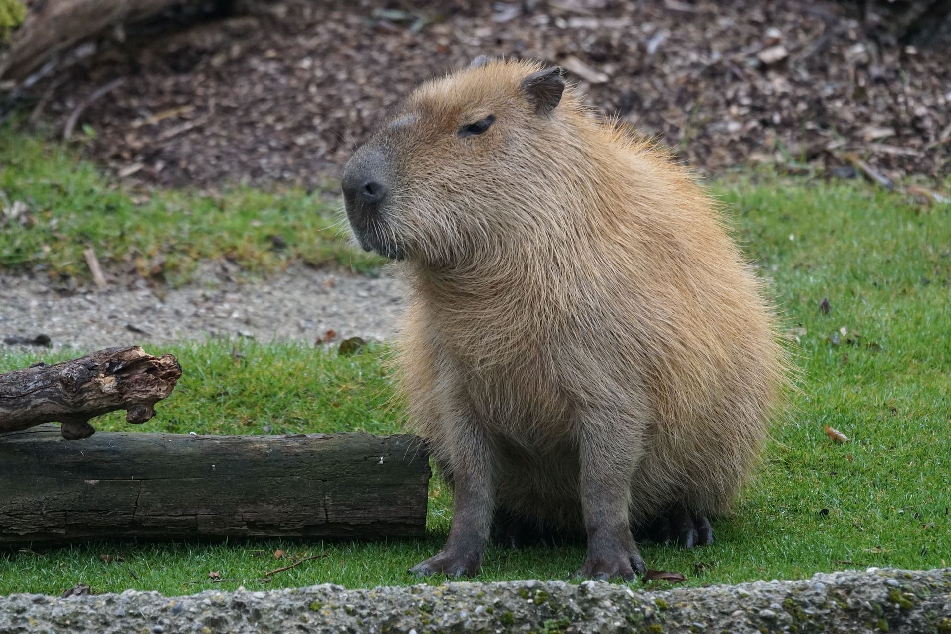 Topo 90+ imagem cuanto cuesta un capibara